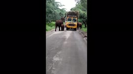 Elephant and calf hold up traffic to pluck sugarcane from truck's roof