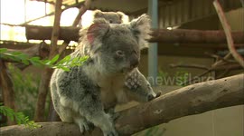 An 8-Month-Old Koala Joey is Still Glued to Mom