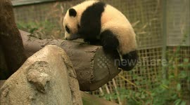 Watch this panda cub tumble around his new exhibit at San Diego Zoo
