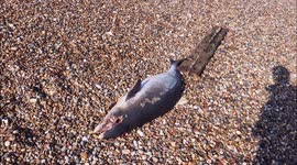 Deceased porpoise washes up on Kent beach, UK
