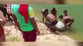 Group of boys jump into stream to rescue drowning cow in central India