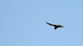 Kestrel hovering over Dover cliffs before swooping to attack its prey