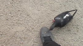 Pigeons have no fear when it's about food