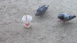 A pigeon overcome his fear to get his nuts on a plastic cup