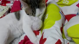 Have you ever seen a Korean stray cat? My stray cat is grooming.