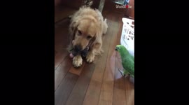 Golden retriever protects its favourite toy from curious parrot