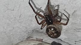 Noble False widow spider lurkes above a door frame in the UK