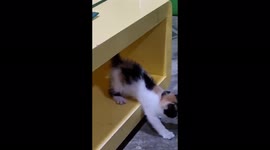 kitty playing with a cat toy stick