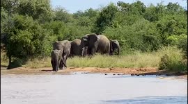 The Jabulani Herd of orphaned and rescued elephants head to the dam for a swim