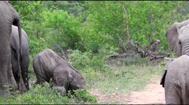 Wild elephant calves spotted practising their charges on one another
