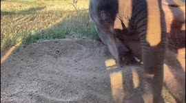 Orphaned albino elephant, Khanyisa, enjoys a sand bath at the HERD orphanage in South Africa