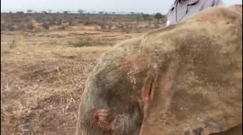 Orphaned albino elephant, Khanyisa, cannot wait to join her new herd after being rescued