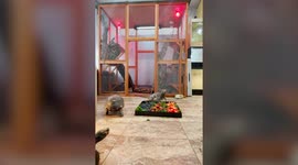Take a look inside an awesome private reptile breeding facility that is like stepping inside a real-life Jurassic Park