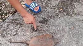 Big-headed turtle rescued by kind villager after being crushed by car in northern Thailand