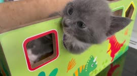 Kitten gets its head stuck in children’s toy