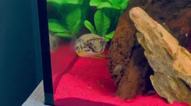 Puffer fish eats snail and wow what a crunch impressive feeding video