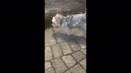 My 3 leg dog trixey out for a hop in Limerick city