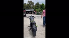 Green Snake Thailand