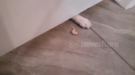 Mini Australian Shepherd puppy steals food from behind the door