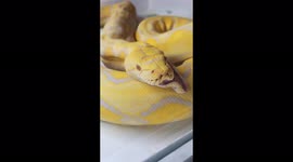 Snakes do the funniest things with their jaws after eating