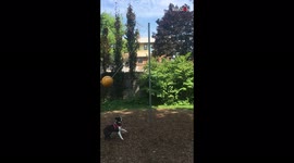 Excitable dog has a blast playing swingball