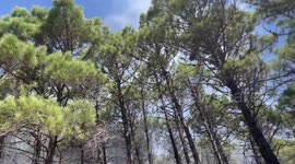 Heroic firefighters extinguish a wildfire on Sierra Bermeja mountain, Spain