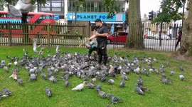 Father and son feeding pigeon at Finsbury Park
