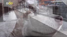 This Adorable Husky Waits for His Owner to Finish Work Every Day!