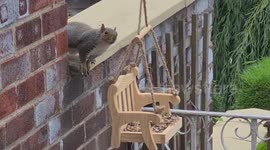 Squirrel antics in the search for food on the bench shaped bird feeder in Sheffield, South Yorkshire UK.
