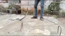 Staff spot deadly cobra crawling into Indian HOSPITAL through drainage pipe