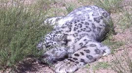 Elusive snow leopard spotted for first time ever in northern Chinese region