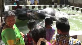 Temple elephant enjoys bath like a baby