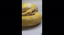 Snake almost bites itself while eating. This python almost go for the wrong meal.