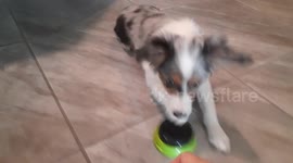 Teaching my 17 week old mini Australian Shepherd to talk with buttons