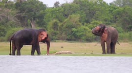 Elephants spotted enjoying bath time near lake in Sri Lanka