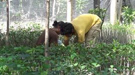 have a mission to save the earth, young people in the field take the initiative to cultivate mangroves to be planted in a number of locations