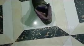 Be careful, your shoes may have snakes.Which may harm for you.Be sure to check before wearing shoes, there may be poisonous snakes inside.