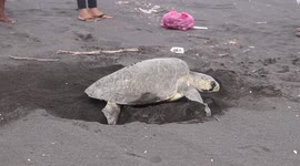 Depredan huevos de tortuga parlama en Guatemala.