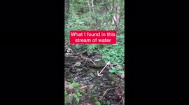 Microscopic life in a water stream in the middle of the forest