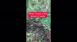 Microscopic life in a water stream in the middle of the forest