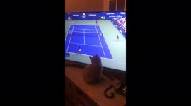 Leeds man's cat tries to help Emma Raducanu win US Open!