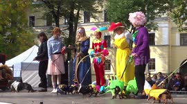 Dozens of dressed-up dachshunds paraded in St Petersburg during sausage dog festival