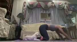 Adorable puppy mimics owner's yoga poses in the Philippines