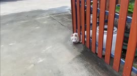 Good Samaritan frees husky stuck in fence in Thailand
