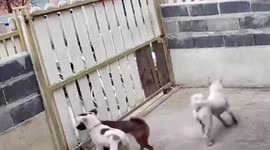 Feisty bulldog crashes through wooden gate to fight with enemies