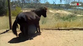 'Pony Yoga - Woman Films her Pet Pony Playing with an Exercise Ball'
