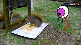 'Squirrel Jumps with Fear On Seeing its Reflection in the Mirror | Try Not to Laugh'