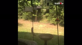 Hungry squirrel desperately tries to climb greased-up pole in family's garden