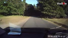 'Baby Deer ALMOST Gets Hit by a Car While Crossing Road'