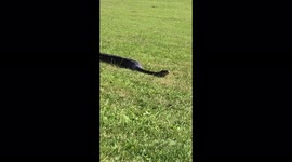 Couple let 6-foot pet SNAKE roam free in park during fun day out leaving sunbathers stunned